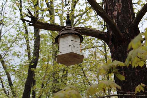 plant nestbox on tree bird feeder