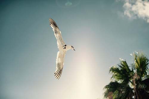 seagull white bird soaring near tree during daytime bird