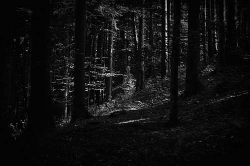 plant  black-and-white