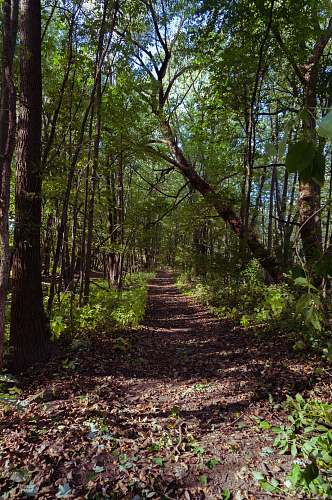 plant narrow road between green trees trail