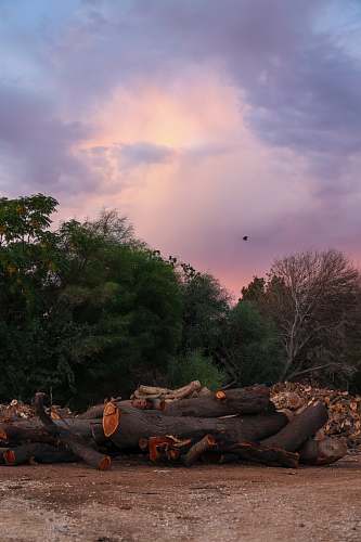 animal logs near trees bird