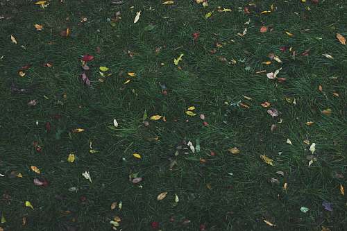 firefly assorted-color leaves on green grass at daytime insect