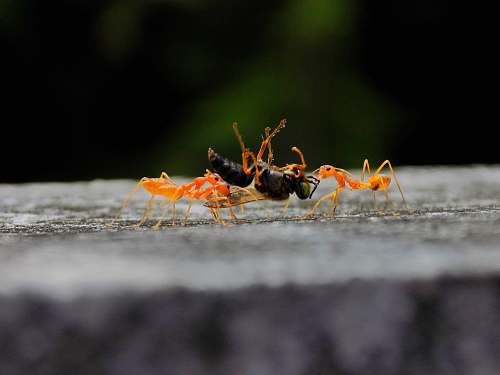 ant black and orange ants insect