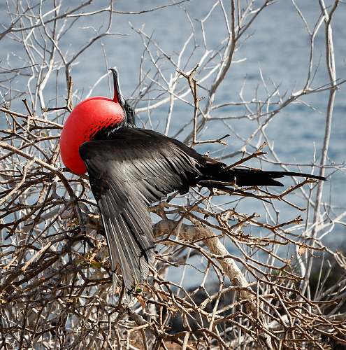 bird black and red bird on tree branch beak