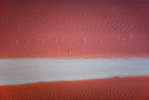 flock body of water nature