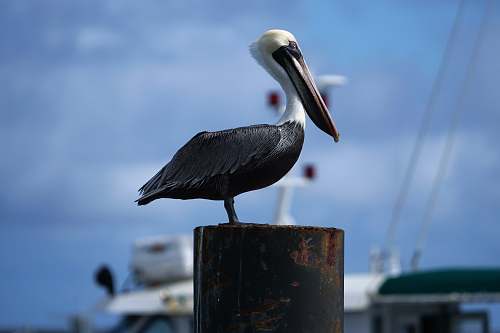 bird brown and black bird on wooden post pelican