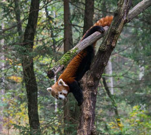 mammal brown and white rodent standing on brown tree trunk at daytime wildlife