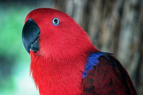 bird closeup photography of red bird macaw