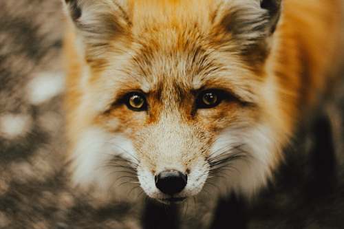fox focus photography of brown fox wildlife