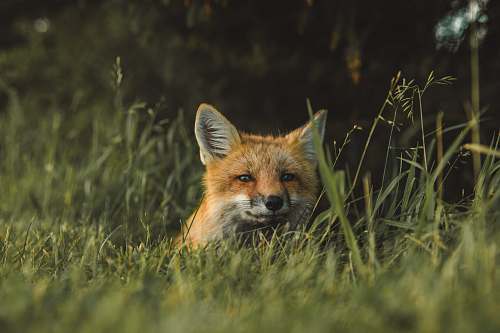 fox fox on green grass field during daytime mammal