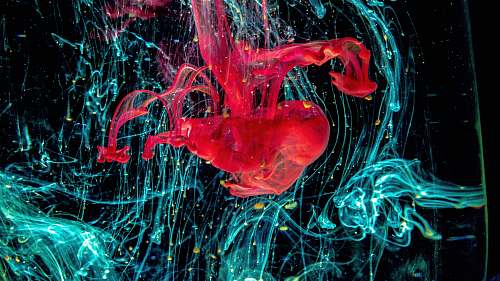 jellyfish kirlian photography of LED lights invertebrate