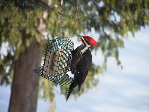 bird long-beak black bird hanging on metal decor woodpecker