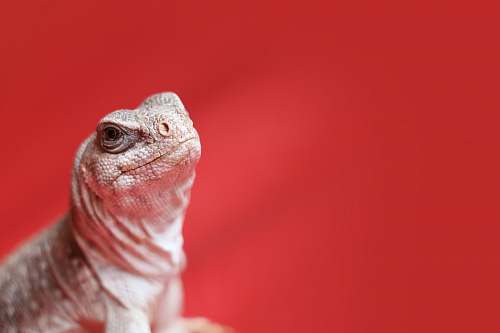 iguana macro photo of white spotted lizard reptile