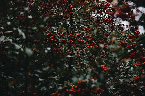 carp mistletoe tree fish
