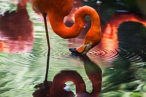 bird pink flamingo flamingo
