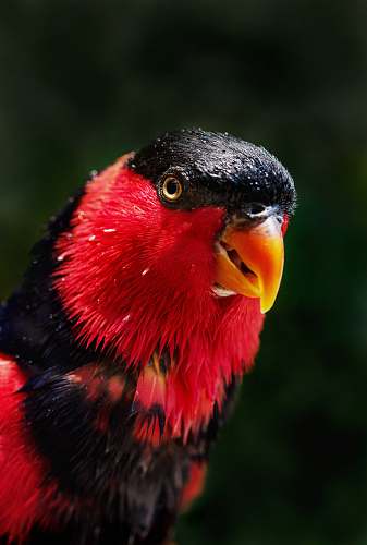 bird red and black bird beak