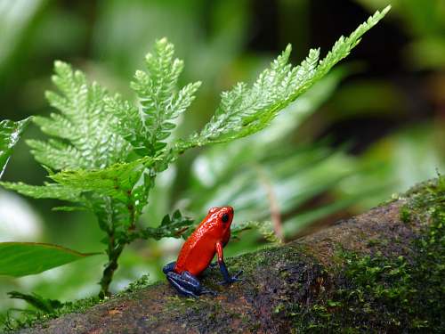 amphibian red and blue poison-dart frog on tree branch wildlife