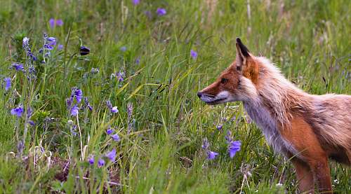 fox red fox beside lavender flowers wildlife