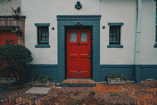 pigeon red wooden door on white and blue concrete house bird