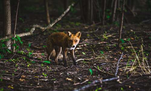 fox shallow focus photography of brown animal wildlife