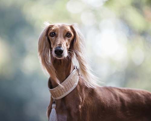 dog short-coated brown dog pet