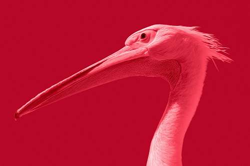 red white long-beaked bird bird