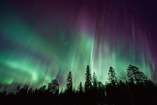 nature silhouette of trees near Aurora Borealis at night night