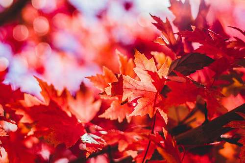 fall closeup photography of red leaf plant maple