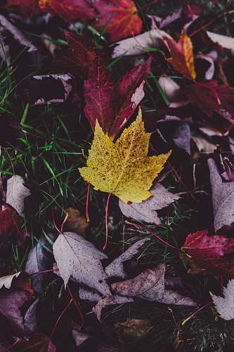 fall purple and yellow leaves on green grass leaves