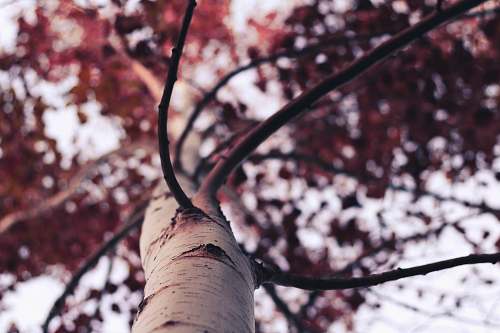 tree low-angle photography of brown leafed tree at daytime flora