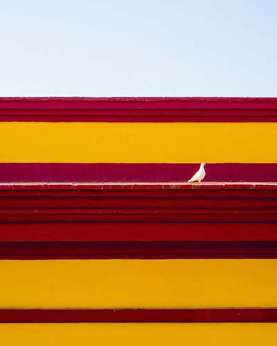 animal  sevilla