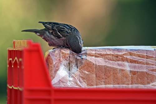 pigeon bird opening slice bread pack animal