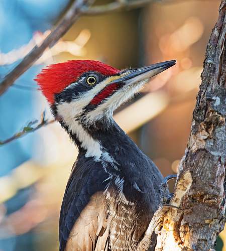 animal black and white woodpecker on brown tree bar flicker bird