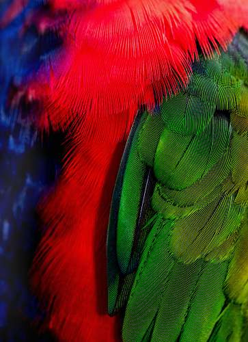 kuranda green and red bird tails australia
