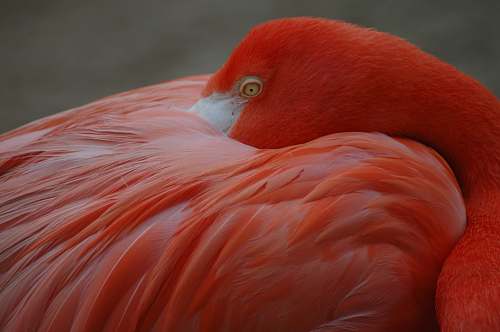 flamingo orange flamingo animal