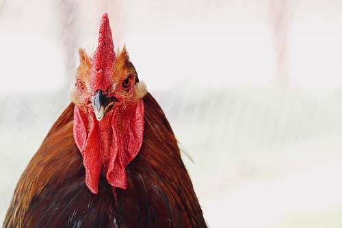 chicken red and brown rooster poultry