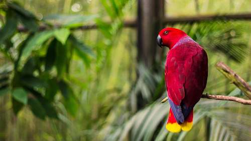 animal red bird perched on tree branch at daytime parrot
