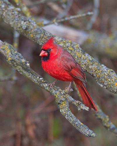 animal red cardinal bird royal botanical gardens grindstone creek