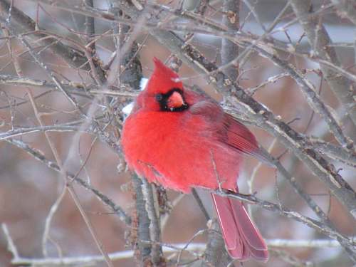 cardinal red cardinal bird on bare tree branch during daytime animal