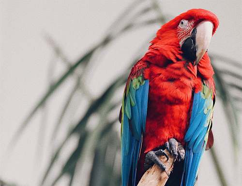 parrot scarlet macaw macaw