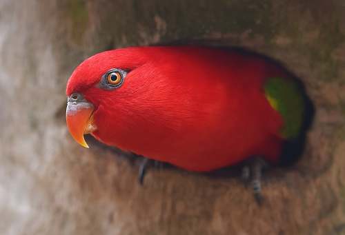 beak selective focus photography of red bird animal