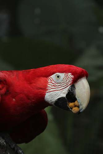 animal selective focus photography of red macaw macaw