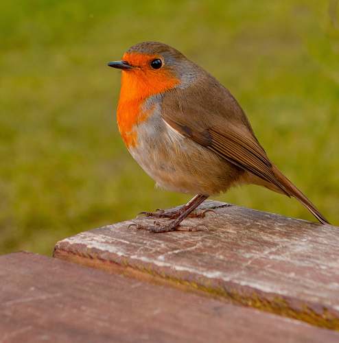 animal shallow focus photo of brown and orange bird robin