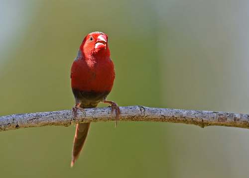animal shallow focus photography of red bird on brown stick finch