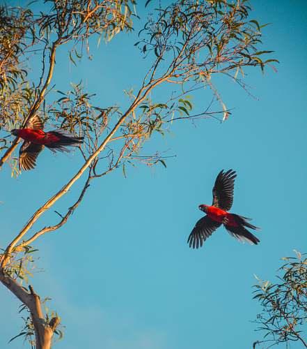 agelaius two red parrots blackbird