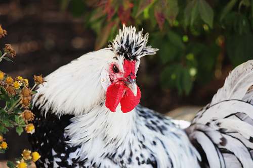 chicken white and black rooster and rooster animal