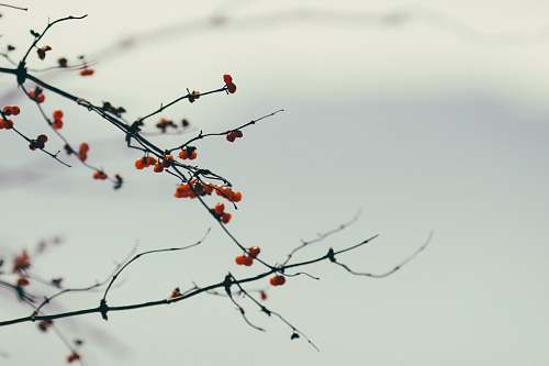 plant close-up photography of red fruits flora