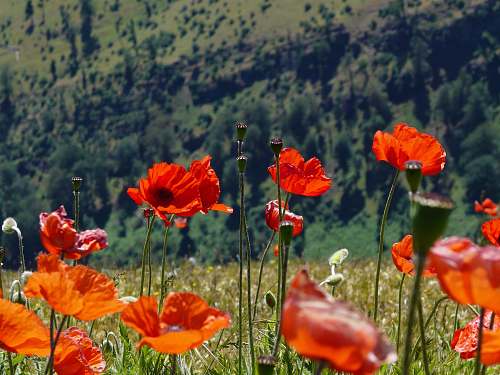flora orange poppy flowers blooming at daytime poppy