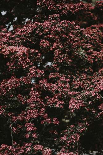 flower pink flowers field bush
