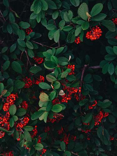 flora red currants on branch bush